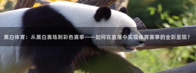 黑白体育：从黑白赛场到彩色赛事——如何在直播中实现体育赛事的全彩呈现？